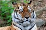 tigre [1280x768].jpg - 